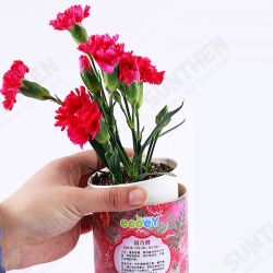 DIY Mini Zodiac Lucky Flower Potted Office Desktop Plant Decor DIY Mini Zodiac Lucky Flower Potted Office Desktop Plant Decor