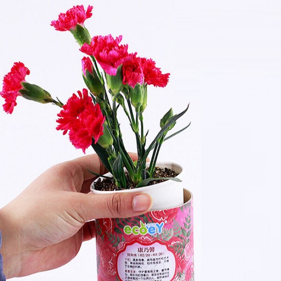 DIY Mini Zodiac Lucky Flower Potted Office Desktop Plant Decor