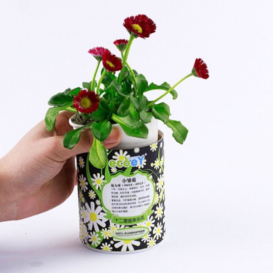 DIY Mini Zodiac Lucky Flower Potted Office Desktop Plant Decor