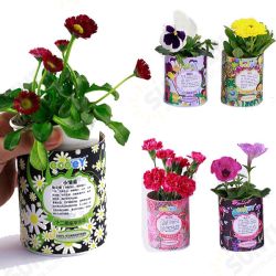 DIY Mini Zodiac Lucky Flower Potted Office Desktop Plant Decor DIY Mini Zodiac Lucky Flower Potted Office Desktop Plant Decor
