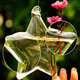 Lucky Star Shape Glass Flower Vase Hydroponic Plant Container