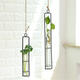 Large Glass Vase Hemp Rope Pendant Living Room Wall Hanging Green Plant Containers