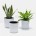 Garden Pots & Planters