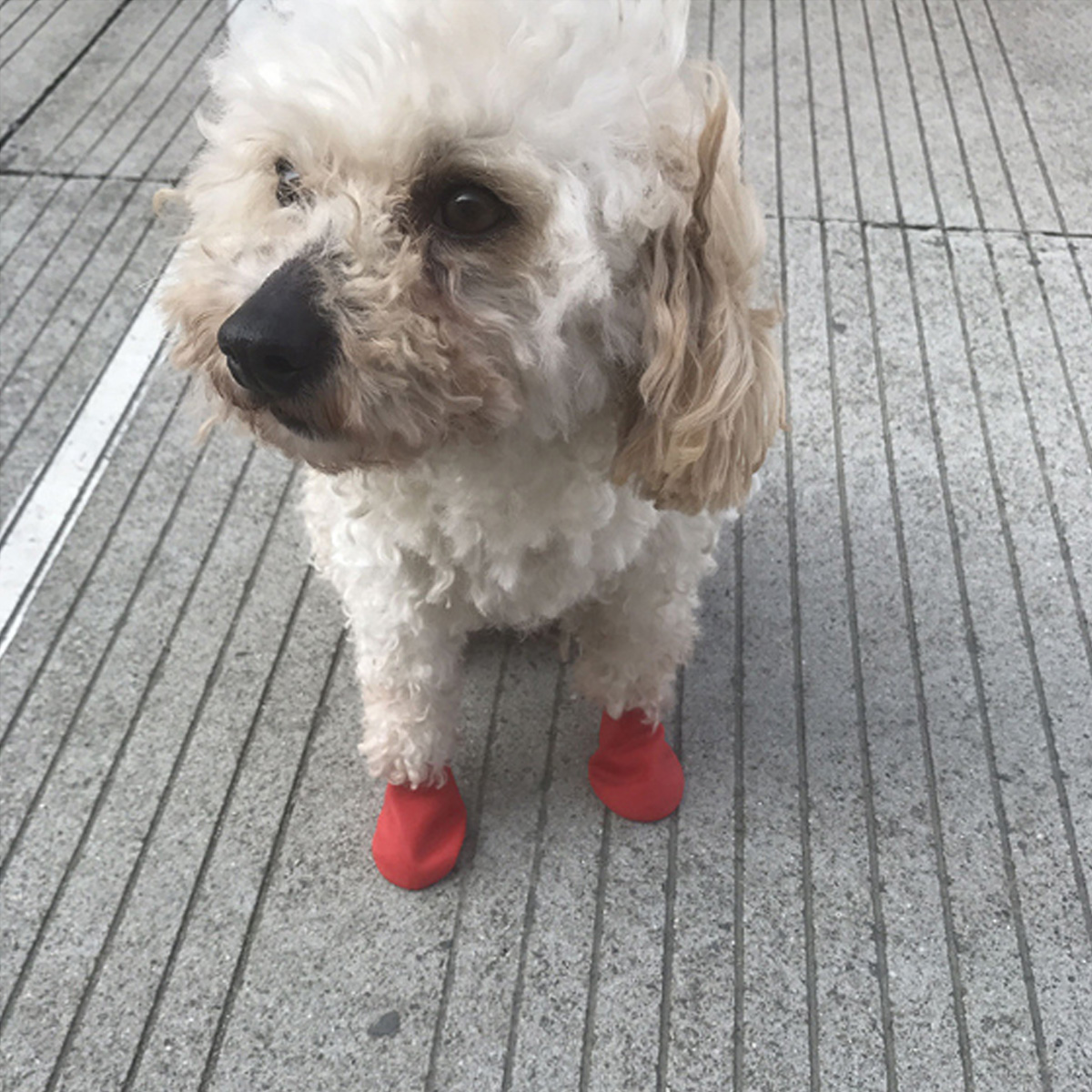 48Pcs-Dog-Cat-Rain-Protective-Boots-Waterproof-Puppy-Pet-Shoe-Covers-Boots-Anti-Slip-1578938-3