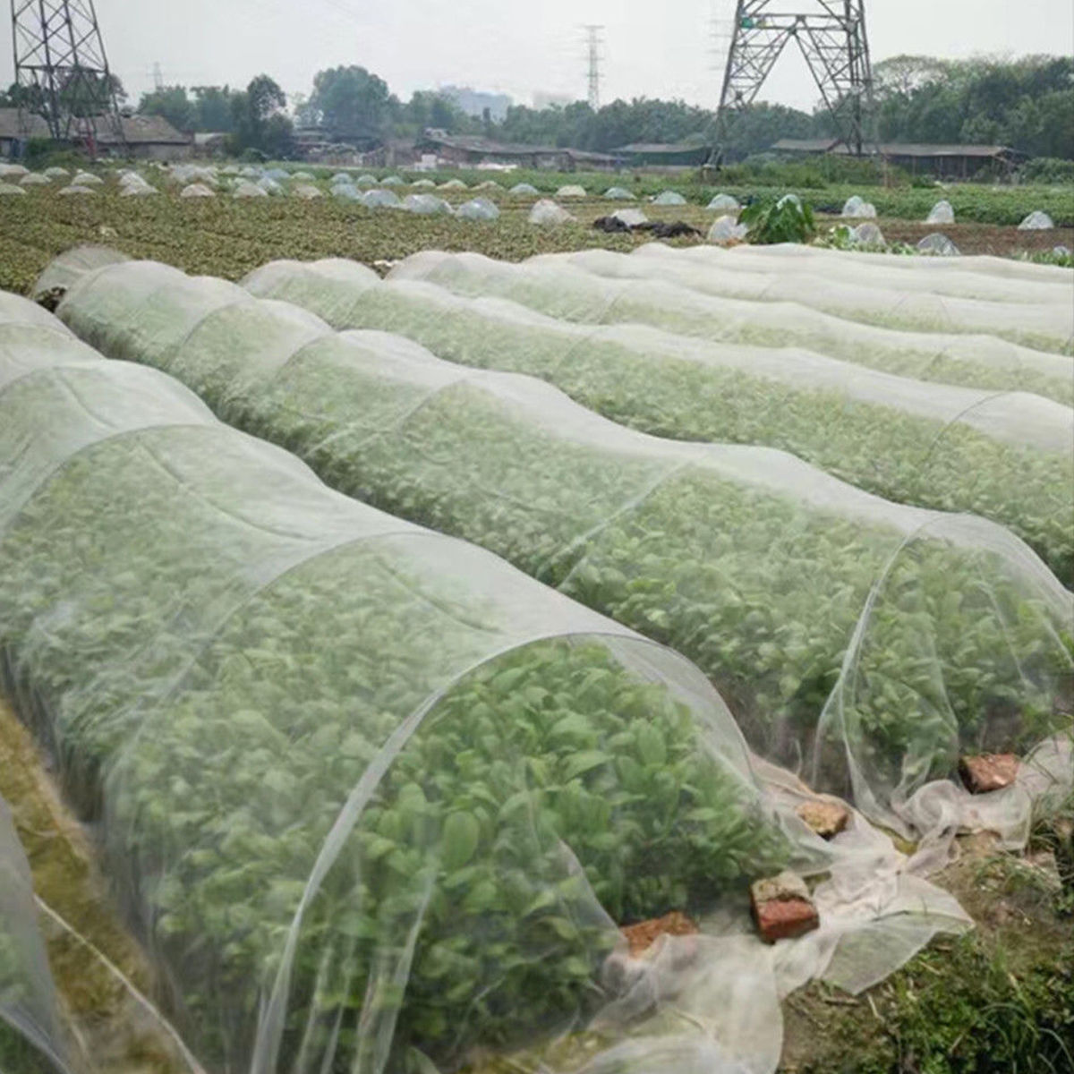 10M6M-x-25M-Garden-Bird-Net-Netting-Vegetables-Pest-Plant-Crops-Protect-Mesh-Anti-Bird-Net-1329753-5