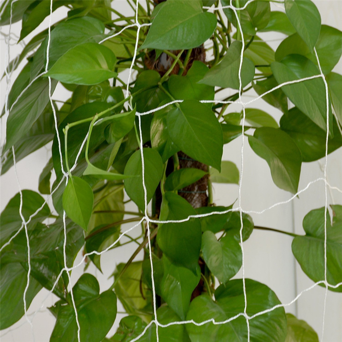 Trellis-Netting-Garden-Net-Plant-Climbing-Grow-Support-Fruit-Vine-Fence-6-Mesh-1791861-5
