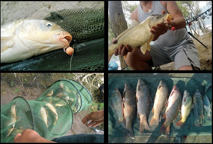 20PcsBox-Smell-Soft-Fishing-Lure-Floating-Smell-Ball-Beads-Feeder-Carp-Artificial-Bait-1084366-8
