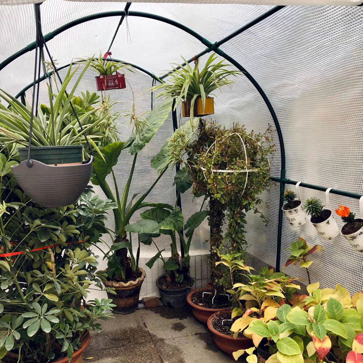 3X2X2M-Greenhouse-Planter-House-Canopy-Outdoor-Plant-Garden-Grow-Growing-House-1938344-6