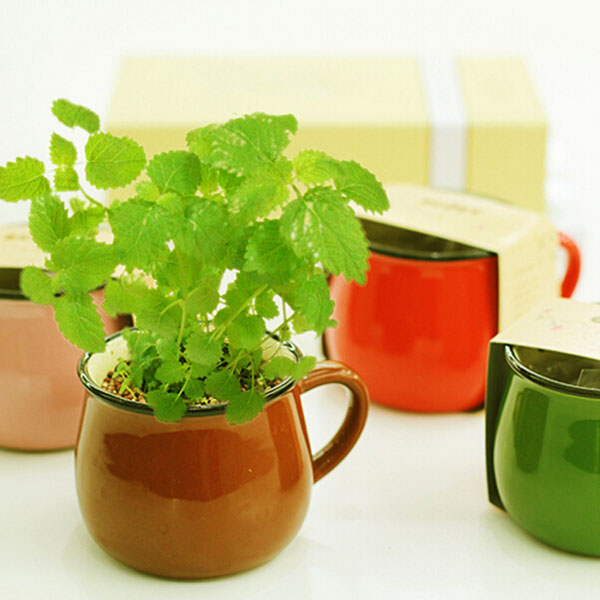 Ceramics-DIY-Mini-Coffee-Cup-Potted-Plant-Office-Desktop-Plant-Decor-963617-2