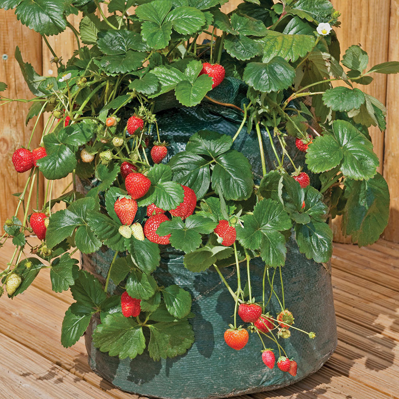 Garden-8-Pockets-Strawberry-Planter-Yard-Balcony-Vegetable-Fruit-Herbs-Planting-Growing-Bag-1273471-7