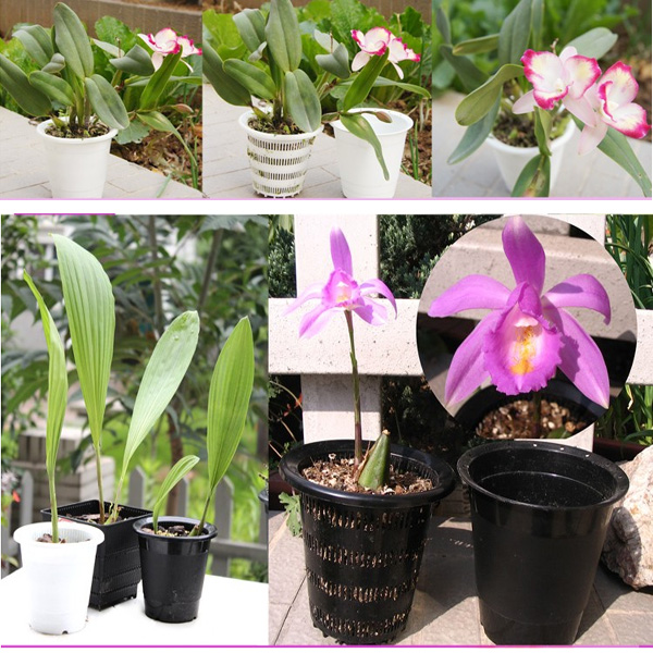 Multicolor-Resin-Control-Root-Flower-Pots-Hydroponics-Soilless-Planting-Pots-989924-3