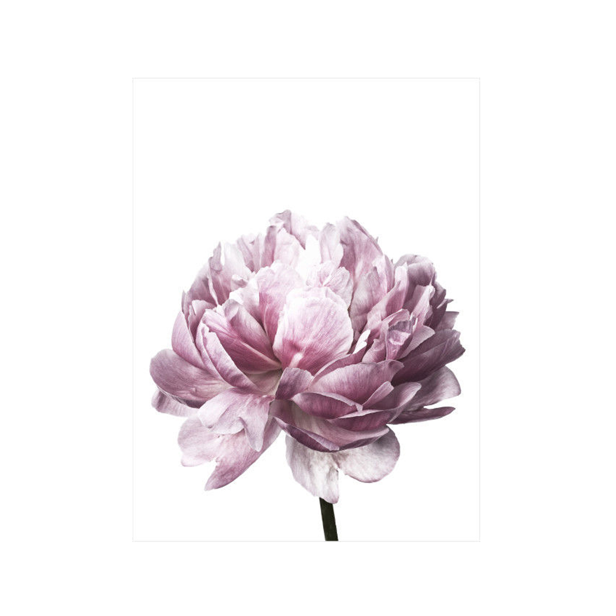20x3030x40cm-Flower-Modern-Wall-Art-Canvas-Paintings-Picture-Home-Decor-Mural-Poster-with-Frame-1632681-7