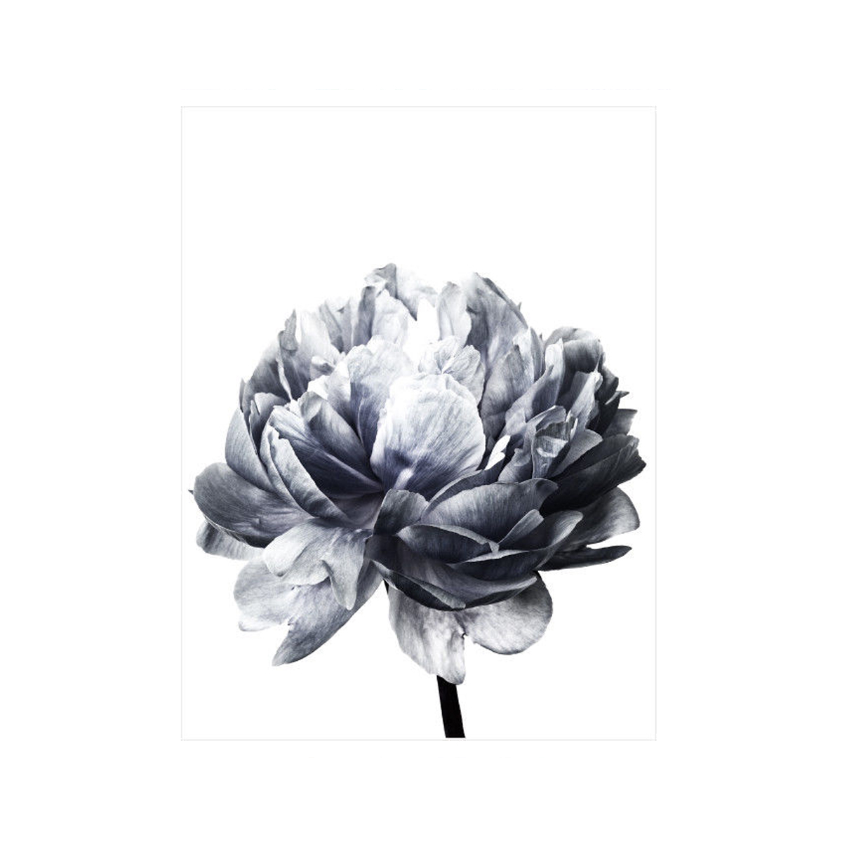 20x3030x40cm-Flower-Modern-Wall-Art-Canvas-Paintings-Picture-Home-Decor-Mural-Poster-with-Frame-1632681-8