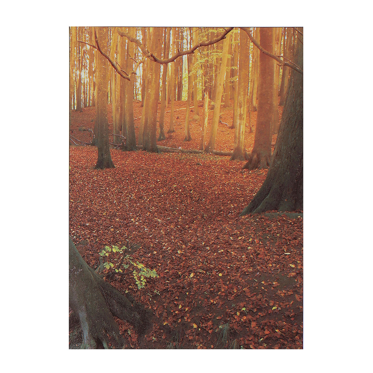 5Pcs-Modern-Autumn-Forest-Canvas-Print-Paintings-Poster-Wall-Art-Picture-Home-Decor-Unframed-1538687-6