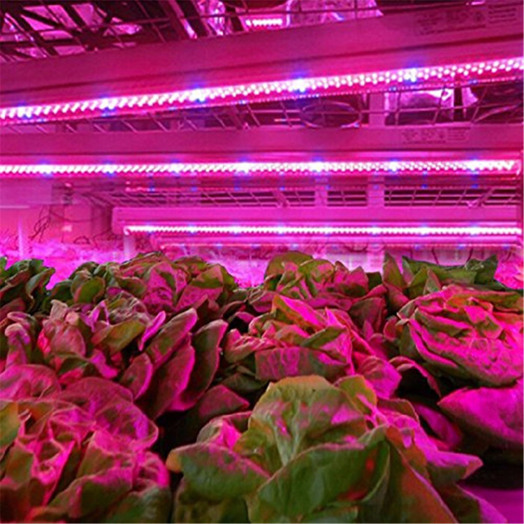 18W-75-Red-15-Blue-Plant-LED-Grow-String-Light-Greenhouse-Waterproof-Growth-Lamp-with-12V-Plug-1082666-9