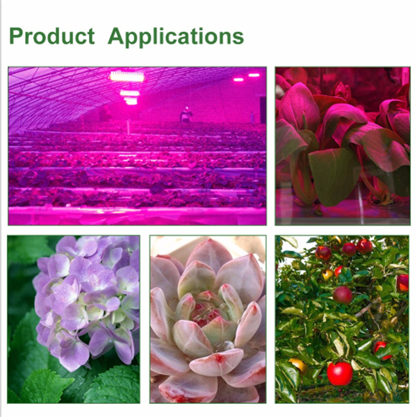 30W50W70W-High-Power-Full-Spectrum-LED-Grow-COB-Light-Chip-for-Plants-Vegetable-AC110VAC220V-1236675-10