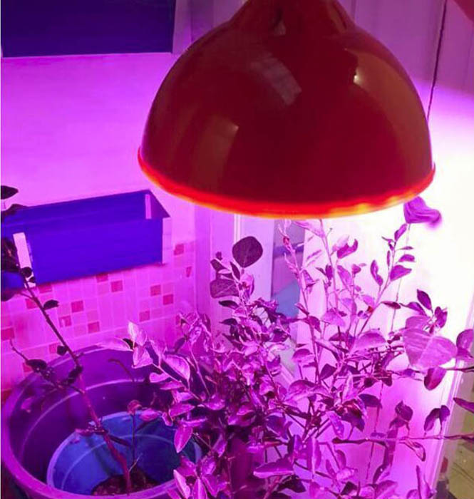 50W-E27-640-Red-160-Blue-Garden-Red-Plant-Growth-LED-Bulb-Greenhouse-Plant-Seedling-Light-1017098-7