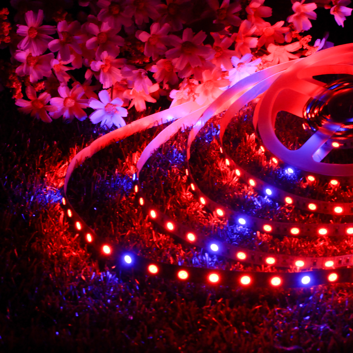 Waterproof-5M-RedBlue-51-SMD5050-Full-Spectrum-LED-Strip-Grow-Plant-Light--Power-Supply-DC12V-1282394-6