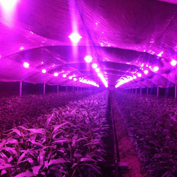 20W-LED-Full-Spectrum-Plant-Grow-Light-DIY-COB-Chip-AC220V-1152376-5