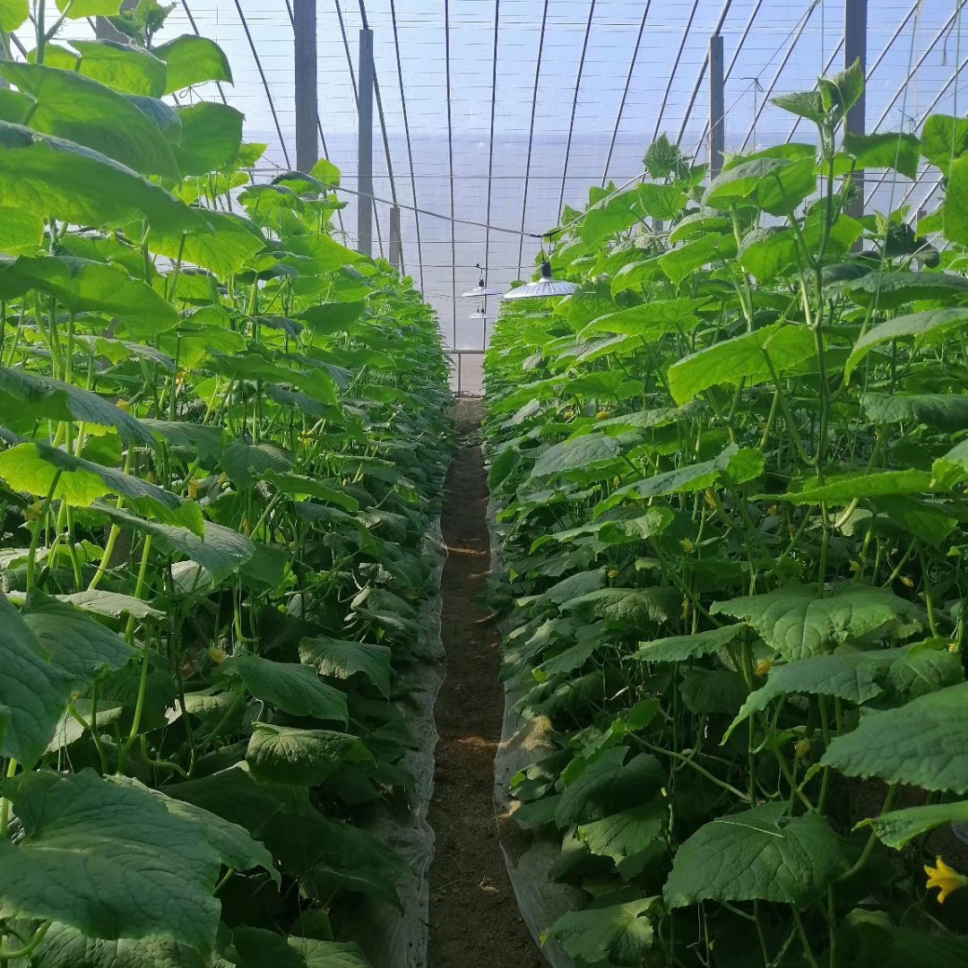 2PCS-40W-E27-LED-Grow-Light-Bulb-Full-Spectrum-Plant-Vegetable-Flower-Seeding-Lamp-AC220V-1741655-6