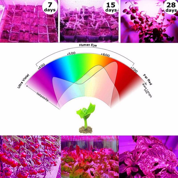 36W-E27-LED-Full-Spectrum-Grow-Light-Lamp-Blub-for-Indoor-Hydroponic-Plant-Flower-1162272-7