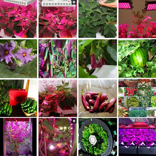 50W-Full-Spectrum-LED-COB-Chip-Plant-Grow-Light-AC220110V-1337019-8