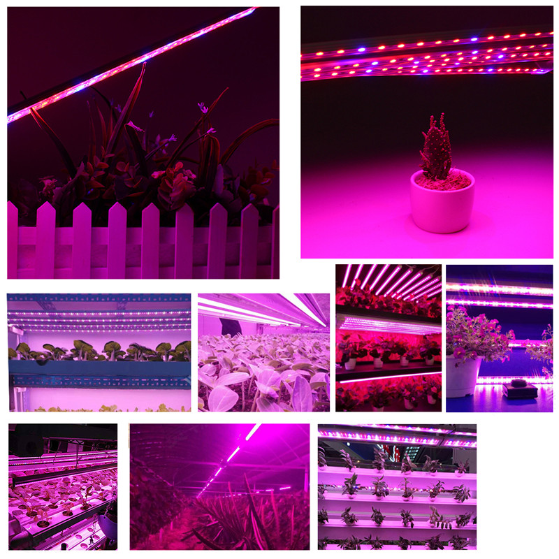 5PCS-50CM-SMD5050-RedBlue-51-Grow-Plant-LED-Strip-Light-with-Connector-for-Greenhouse-DC12V-1285483-7