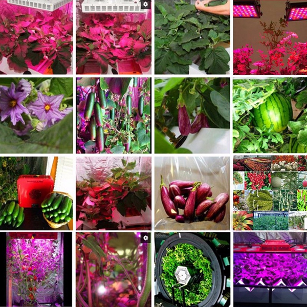 70W-UFO-LED-Full-Spectrum-Grow-Light-Lamp-for-Plants-Hydroponic-Indoor-Flower-1122366-9