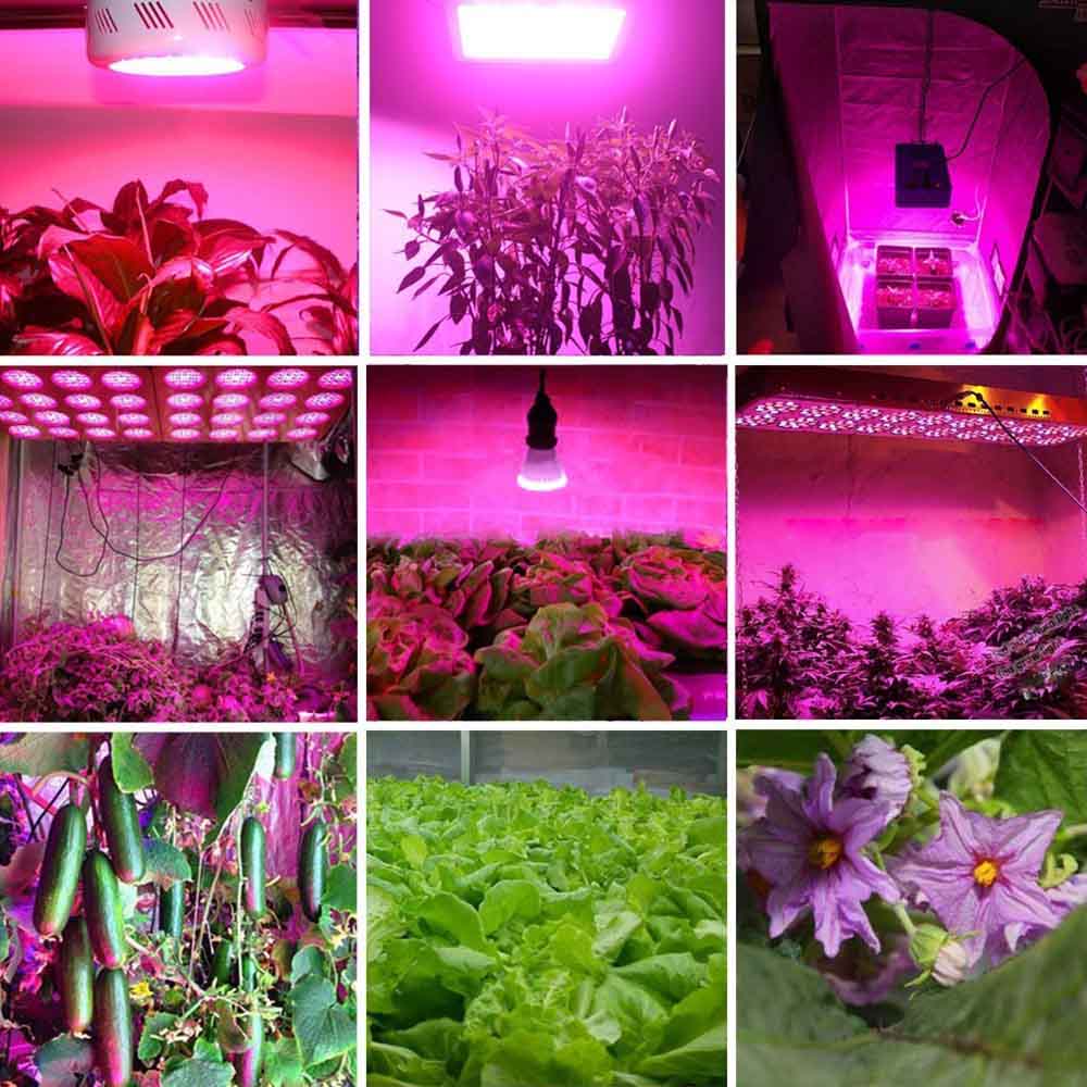 Bigin-Double-Chips-LED-Grow-Light-600W800W1200W-Full-Spectrum-Grow-Lamp-for-Greenhouse-Hydroponic-In-1252194-12