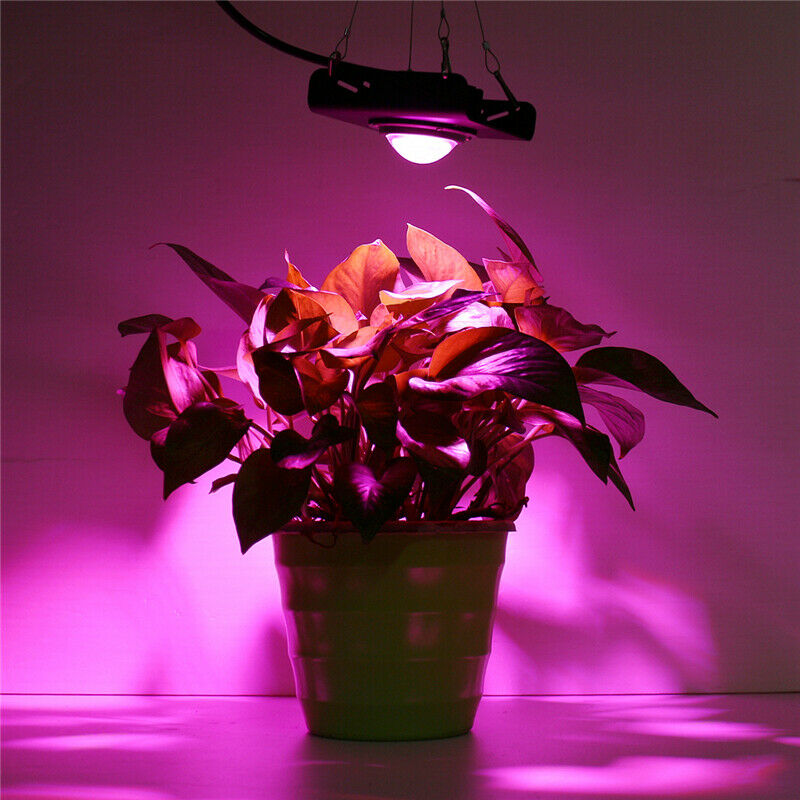 Full-Spectrum-COB-Grow-Light-High-Brightness-PAR-Automatic-Temperature-Control-LED-Flood-light-for-I-1746534-1