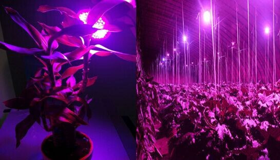 ZX-360-Degree-28W-54W-60W-E27-LED-Plant-Grow-Lamp-Bulb-Garden-Greenhouse-Plant-Seedling-Light-1096026-11