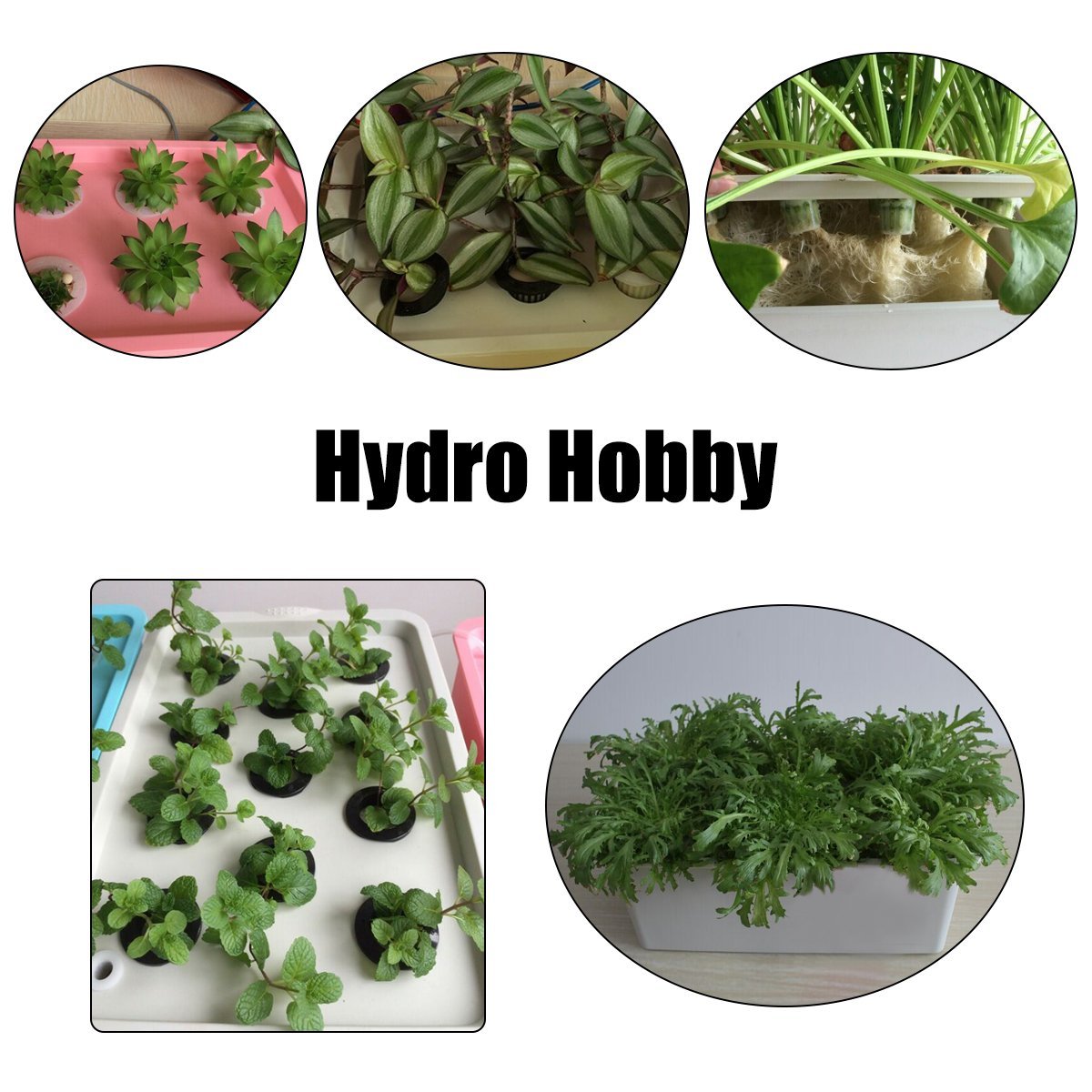 220V-Hydroponic-System-Kit-12-Holes-DWC-Soilless-Cultivation-Indoor-Water-Planting-Grow-Box-1186050-4