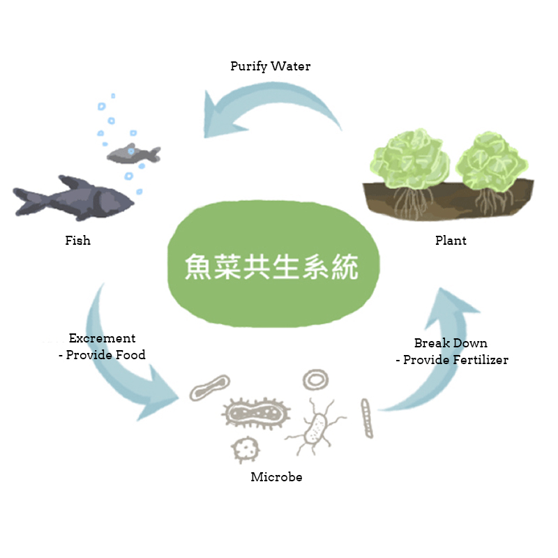 Creative-Soilless-Hydroponic-Growing--Fish-Tank-Aquaponic-System-Kit-Water-Garden-Microfarm-Aquarium-1350237-2