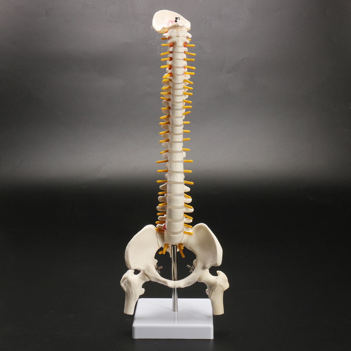 45cm-177quot-Spine-Medical-Model-With-Pelvis-Femur-Heads-12-Life-Lab-Equipment-1620821-4