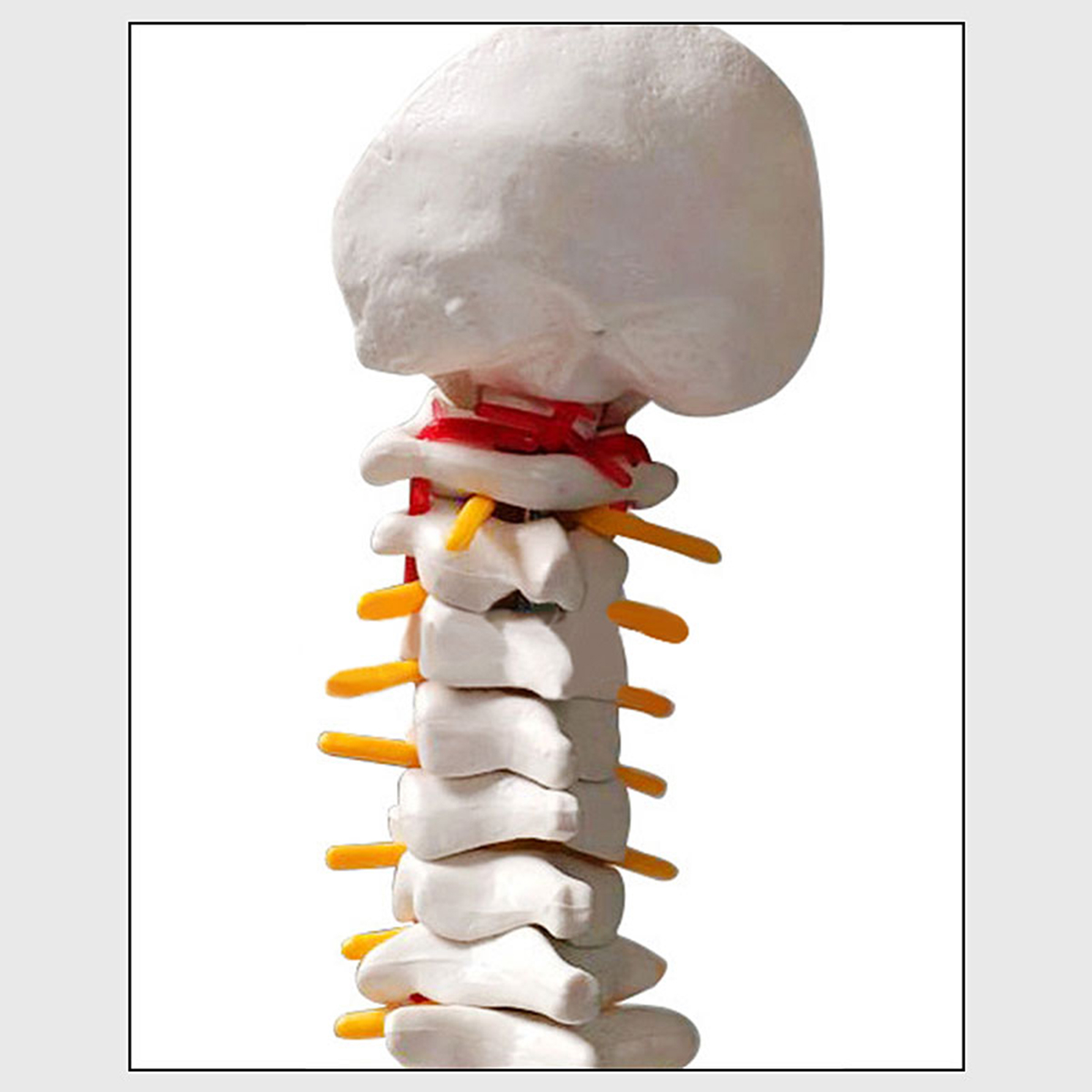 45cm-177quot-Spine-Medical-Model-With-Pelvis-Femur-Heads-12-Life-Lab-Equipment-1620821-7