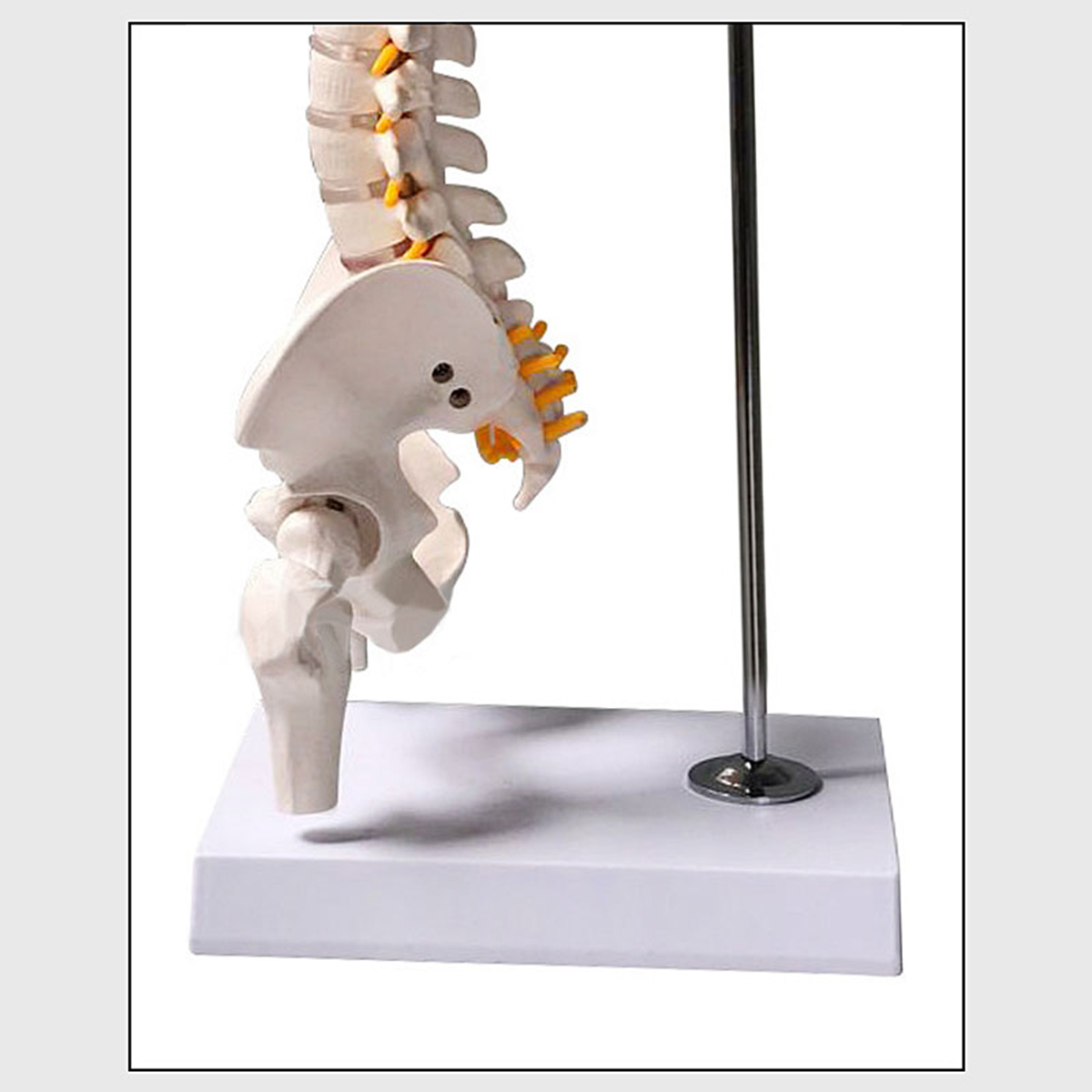 45cm-177quot-Spine-Medical-Model-With-Pelvis-Femur-Heads-12-Life-Lab-Equipment-1620821-10