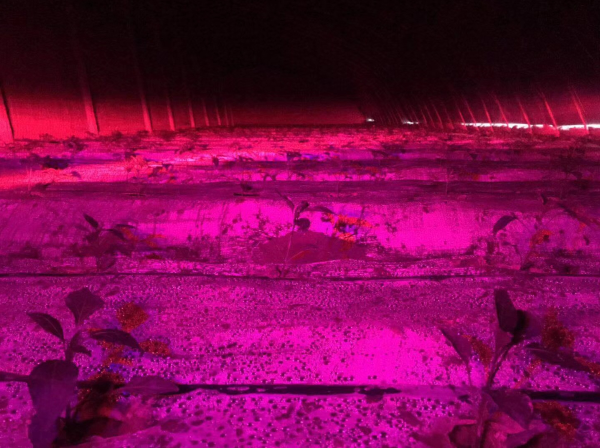 200mW-650nm-Red-Laser-Module-Plant-Grow-Light-Source-Vegetables-1435585-6