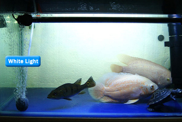 18CM-Aquarium-Fish-Tank-Waterproof-LED-Light-Bar-Submersible-927279-1