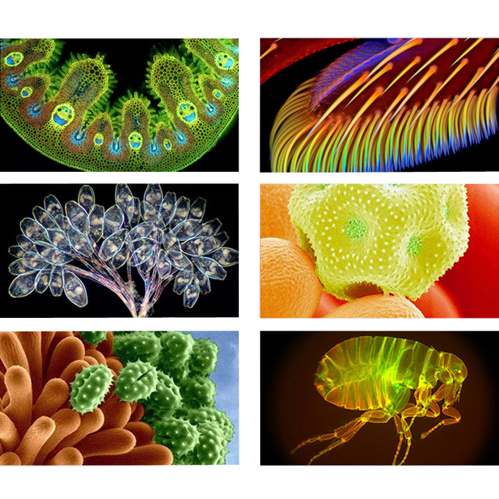 Professional-Biological-Microscope-64X-640X-Student-Science-Educational-Lab-Monocular-Microscope-1277029-3
