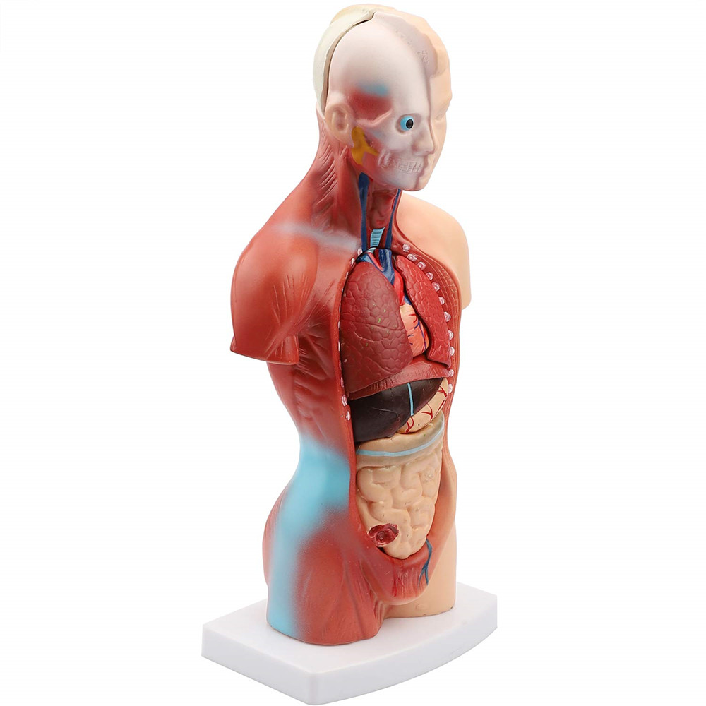 11inch-Human-Body-Model-Torso-Anatomy-Doll-15-Removable-Parts-Skeleton-Visceral-1795055-3