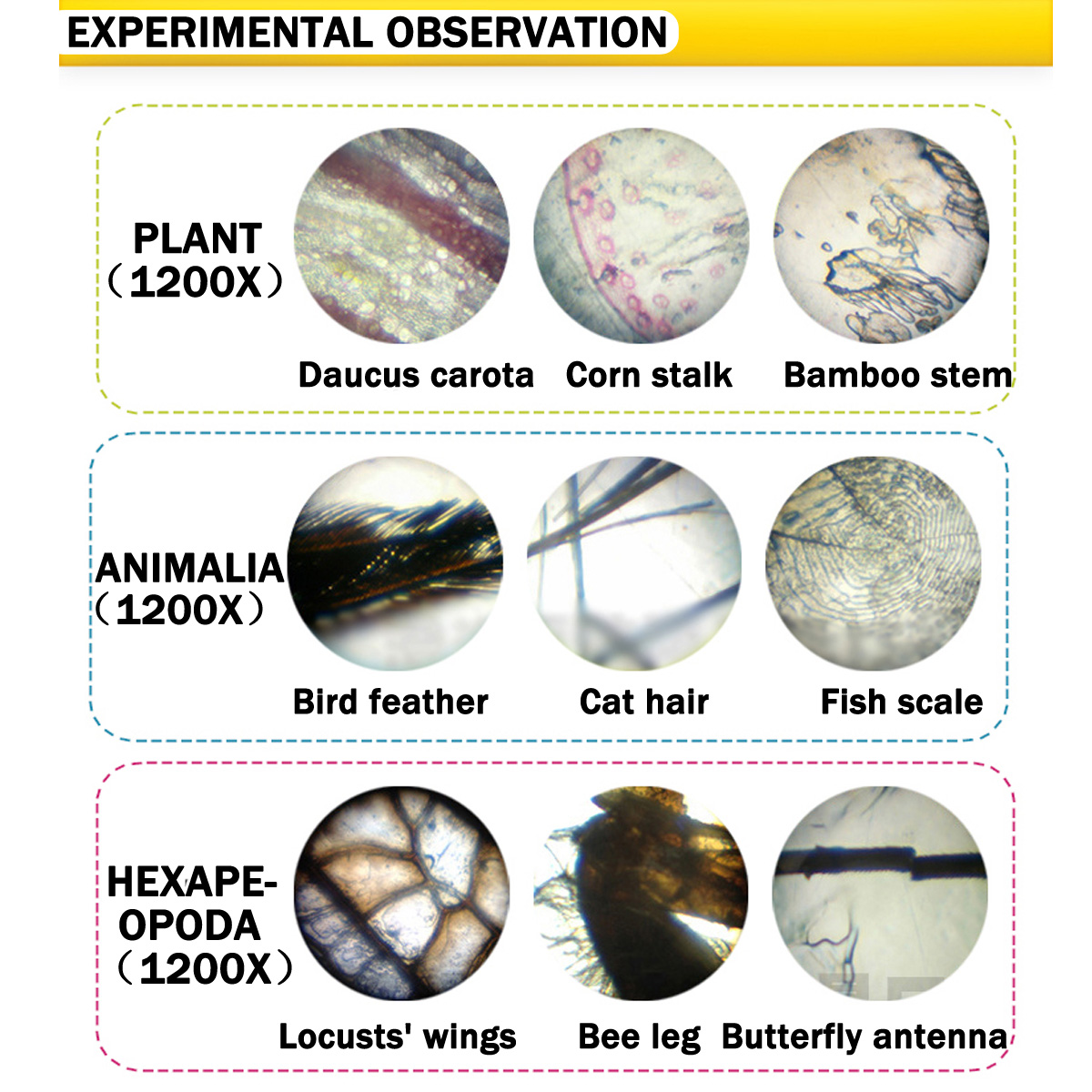 Biological-Microscope-Monocular-Lab-Science-100X-400X-1200X-Educational-Kids-Toy-1251120-4