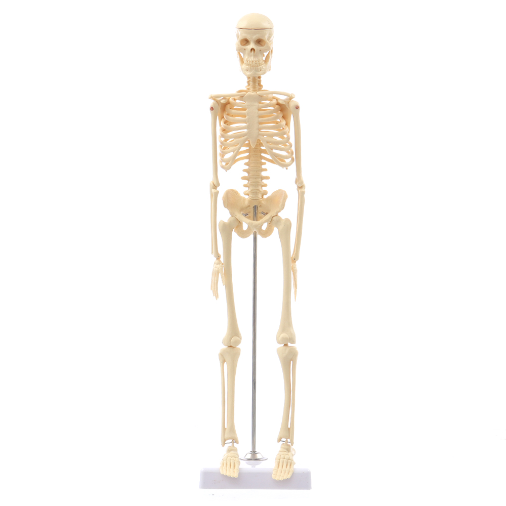 Mini-Detachable-Human-Skeleton-Bone-Model-Removable-Arms-Legs-w-Metal-Stand-Anatomical-Medical-Model-1467128-1