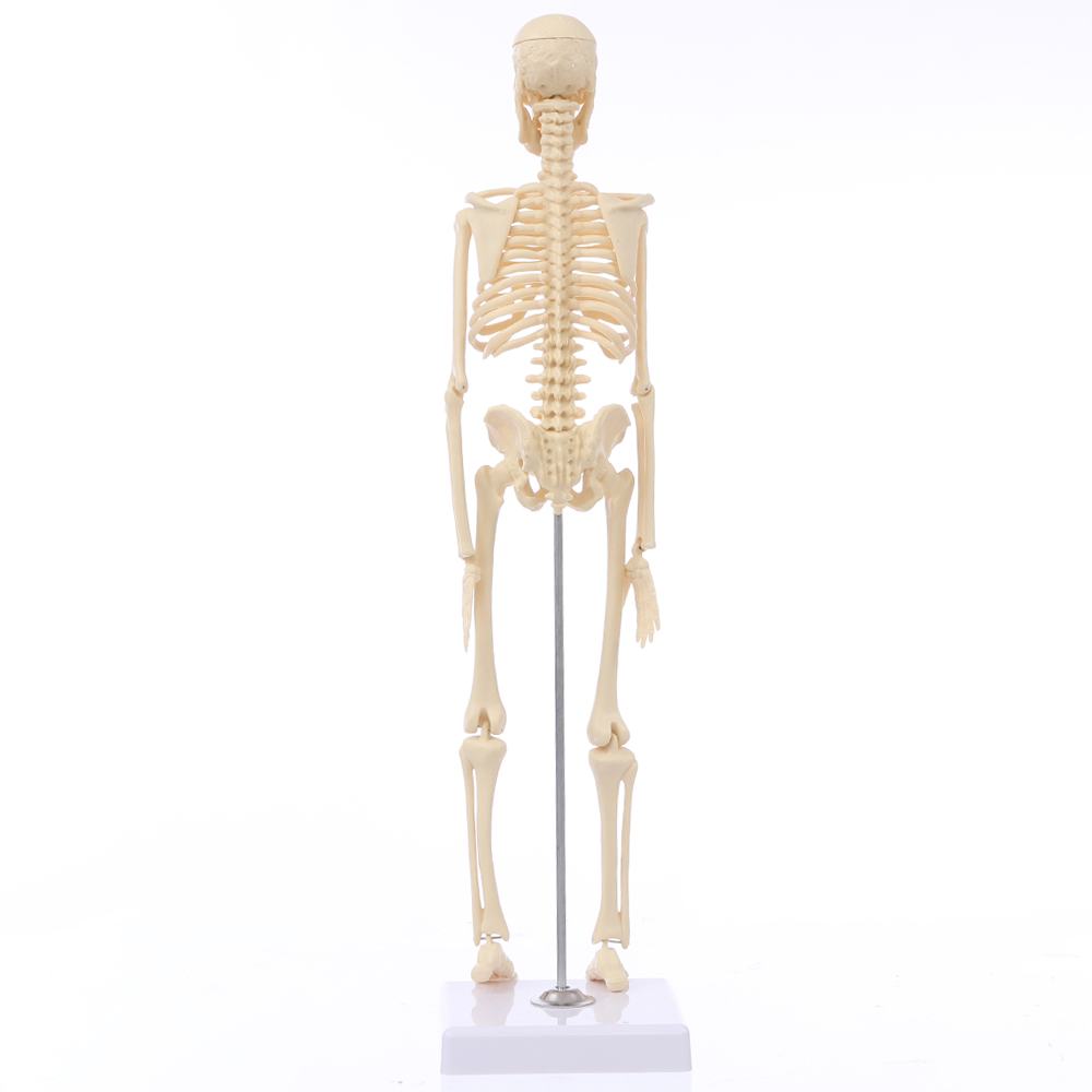 Mini-Detachable-Human-Skeleton-Bone-Model-Removable-Arms-Legs-w-Metal-Stand-Anatomical-Medical-Model-1467128-2