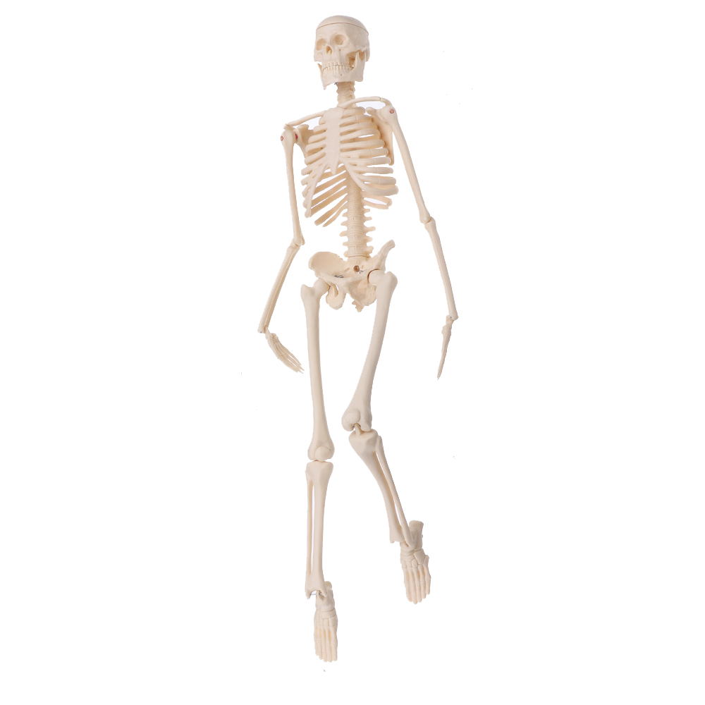 Mini-Detachable-Human-Skeleton-Bone-Model-Removable-Arms-Legs-w-Metal-Stand-Anatomical-Medical-Model-1467128-3