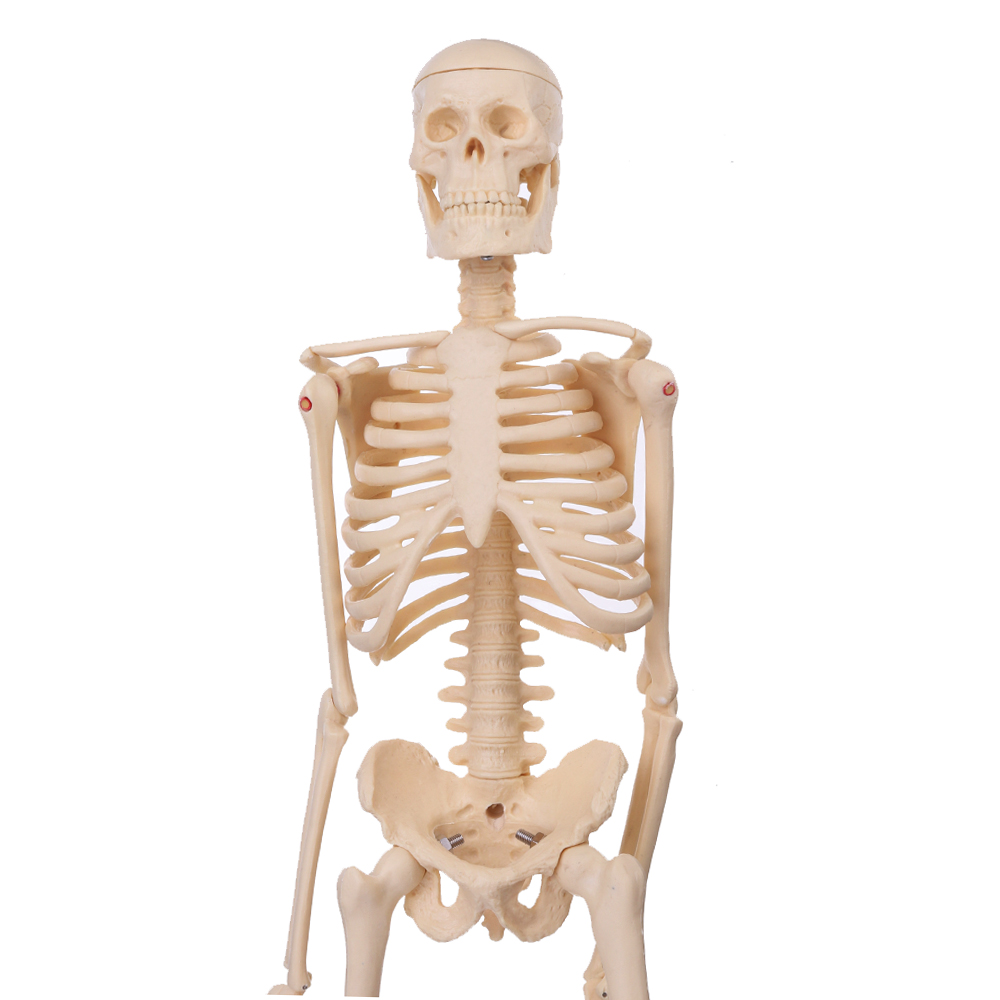 Mini-Detachable-Human-Skeleton-Bone-Model-Removable-Arms-Legs-w-Metal-Stand-Anatomical-Medical-Model-1467128-4