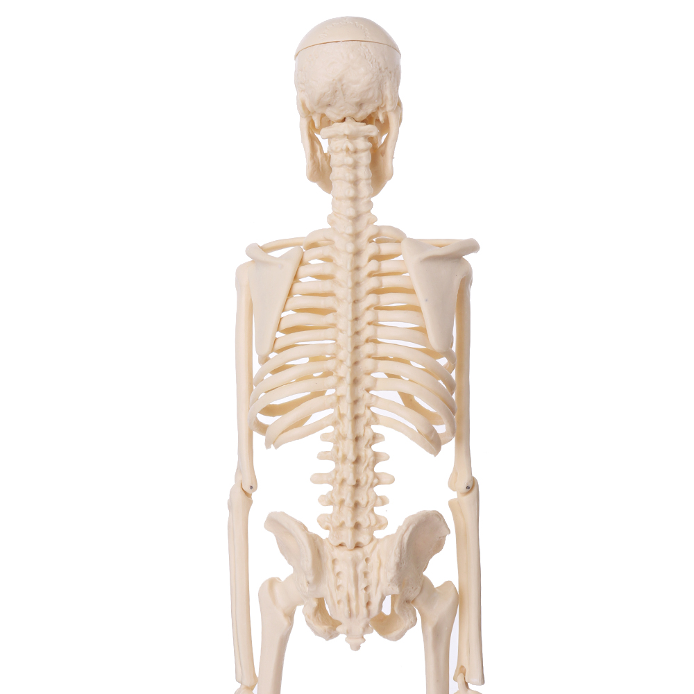 Mini-Detachable-Human-Skeleton-Bone-Model-Removable-Arms-Legs-w-Metal-Stand-Anatomical-Medical-Model-1467128-5