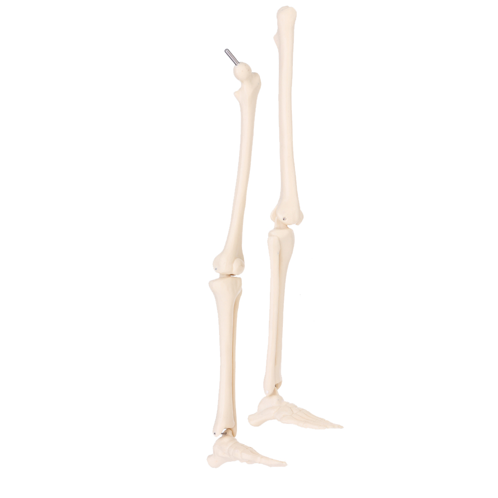 Mini-Detachable-Human-Skeleton-Bone-Model-Removable-Arms-Legs-w-Metal-Stand-Anatomical-Medical-Model-1467128-7