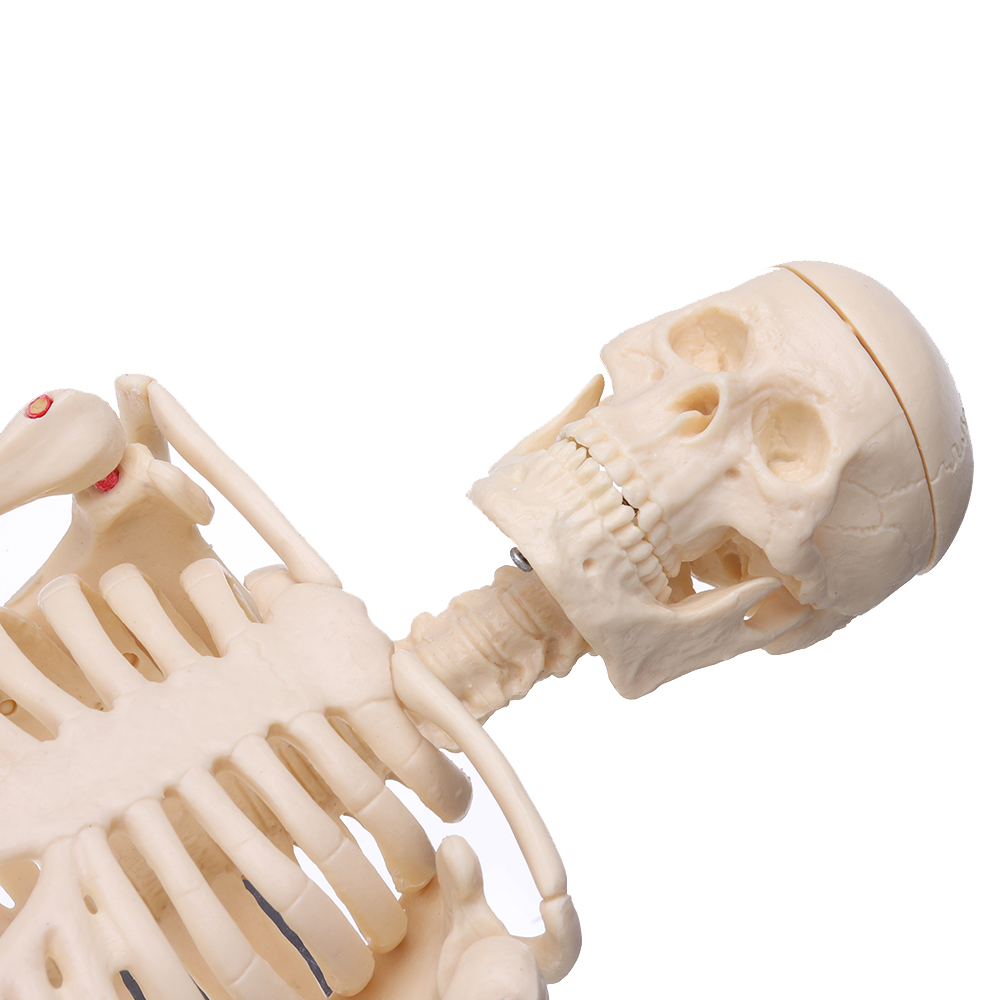 Mini-Detachable-Human-Skeleton-Bone-Model-Removable-Arms-Legs-w-Metal-Stand-Anatomical-Medical-Model-1467128-8