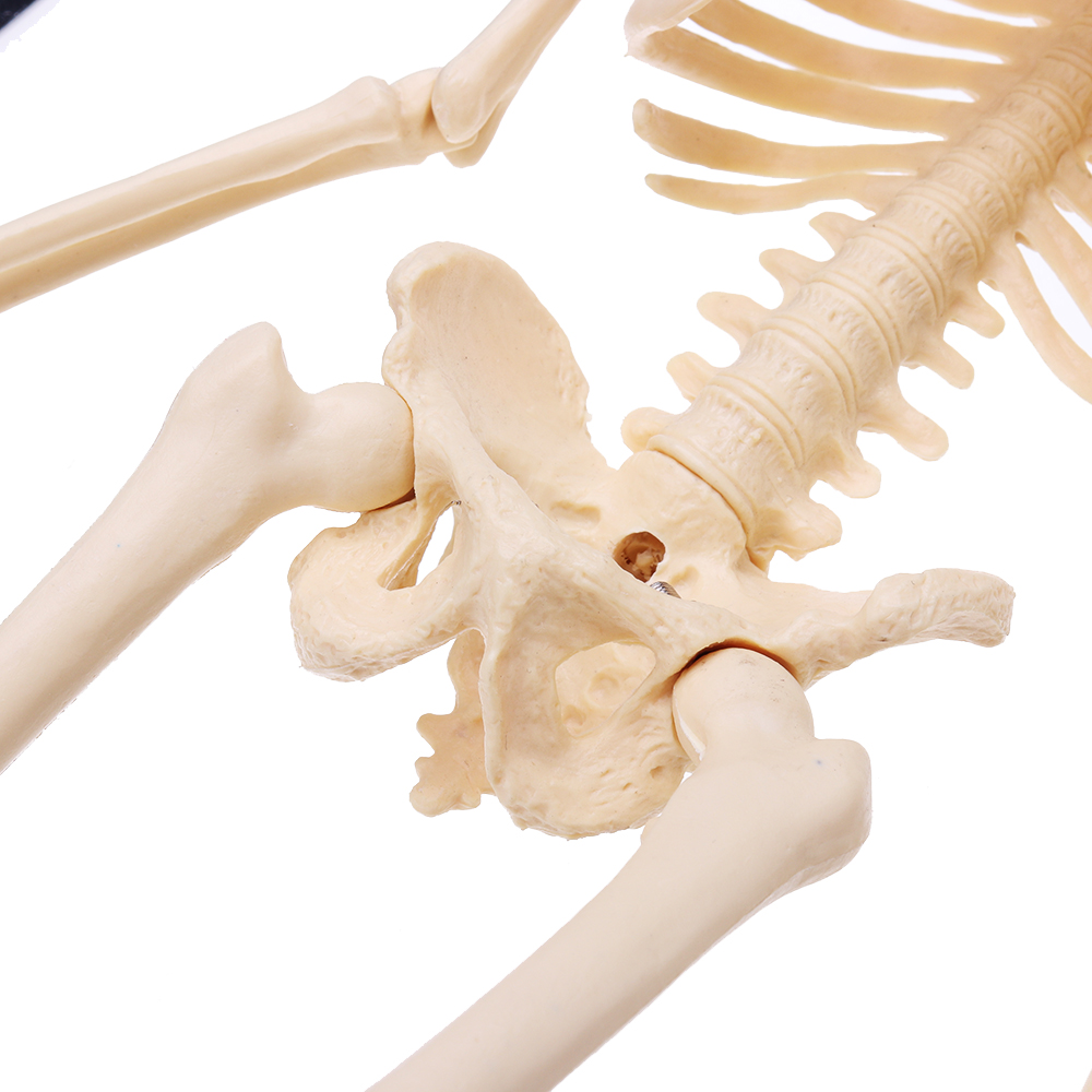 Mini-Detachable-Human-Skeleton-Bone-Model-Removable-Arms-Legs-w-Metal-Stand-Anatomical-Medical-Model-1467128-9