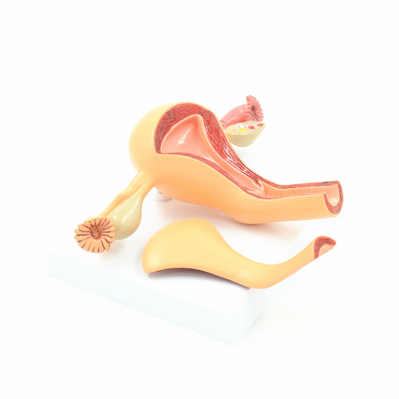 2-Part-Uterus-Ovary-Anatomical-Model-Anatomy-Cross-Section-Teaching-with-base-1223624-3